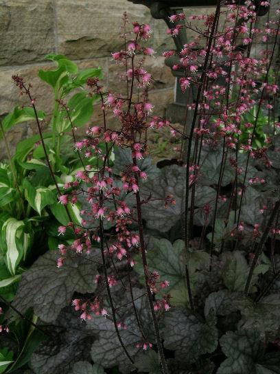 Heuchera X 'steel City' - View 9 from www redcrocus com