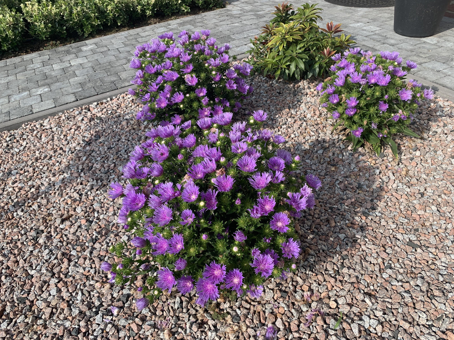 Stokesia Laevis 'mel's Blue' - View 9 from www redcrocus com