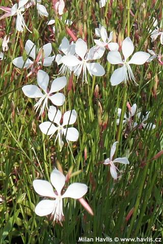 Gaura Lindheimeri 'belleza Early White' - View 8 from www redcrocus com