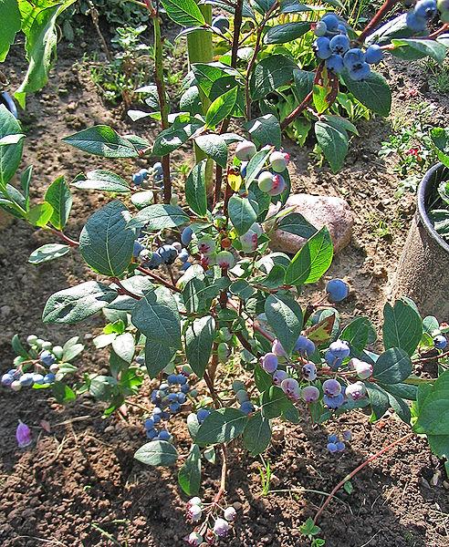 Blueberry Vaccinium Corymbosum Jersey - View 15 from www redcrocus com