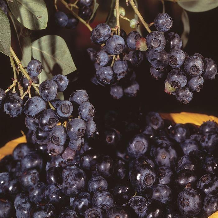 Blueberry Vaccinium Corymbosum Jersey - View 16 from www redcrocus com