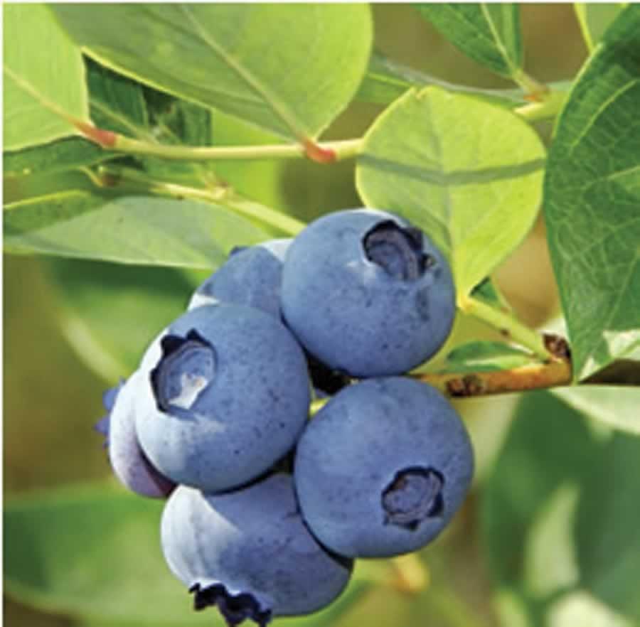 Blueberry Vaccinium Corymbosum Jersey - View 9 from www redcrocus com