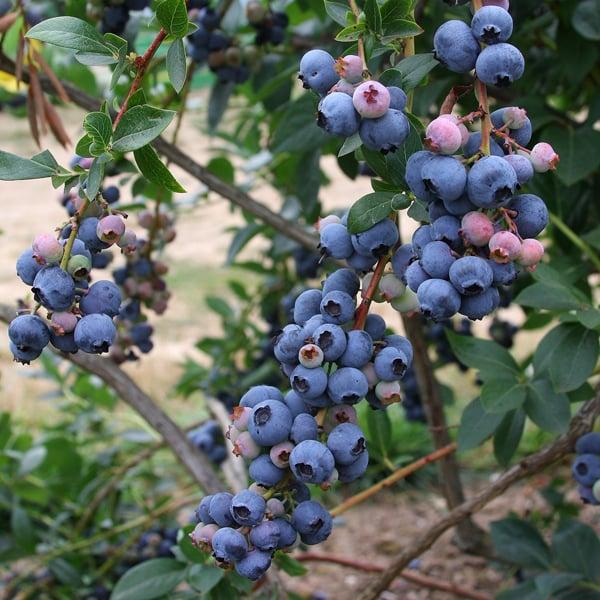 Blueberry Vaccinium Corymbosum Polaris - View 17 from www redcrocus com