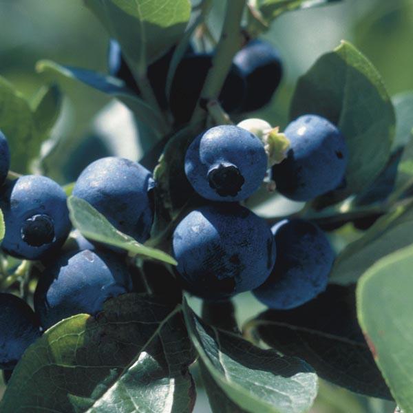 Blueberry Vaccinium Corymbosum Polaris - View 1 from www redcrocus com
