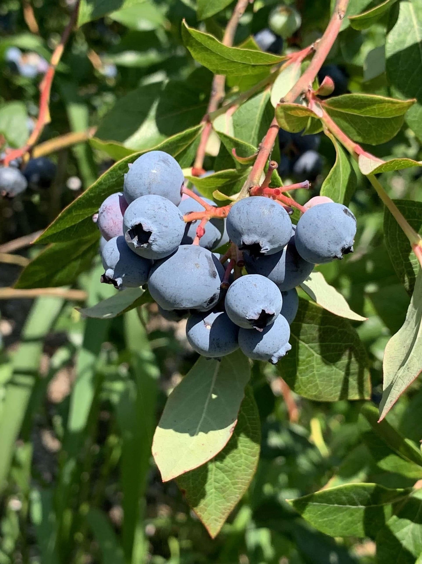 Blueberry Vaccinium Corymbosum Chippewa - View 8 from www redcrocus com