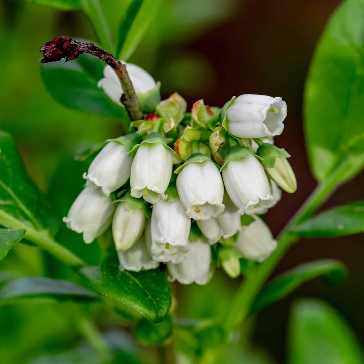 Blueberry Vaccinium Angustifolium Michigan - View 10 from www redcrocus com