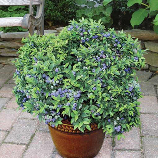 Blueberry Vaccinium Angustifolium Michigan - View 11 from www redcrocus com