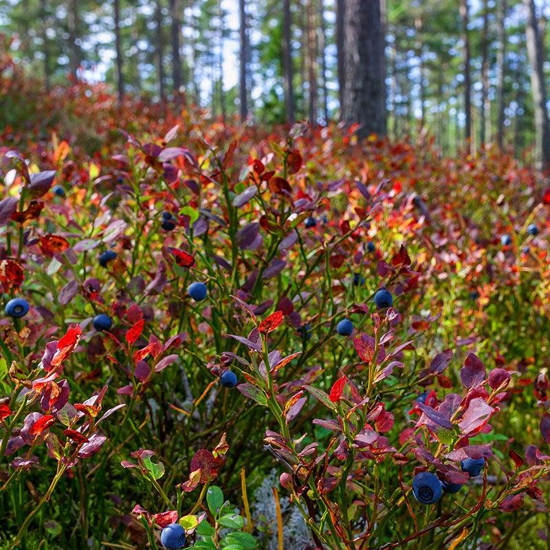 Blueberry Vaccinium Angustifolium Michigan - View 12 from www redcrocus com