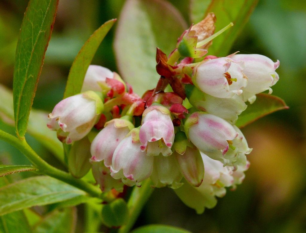 Blueberry Vaccinium Angustifolium Michigan - View 13 from www redcrocus com