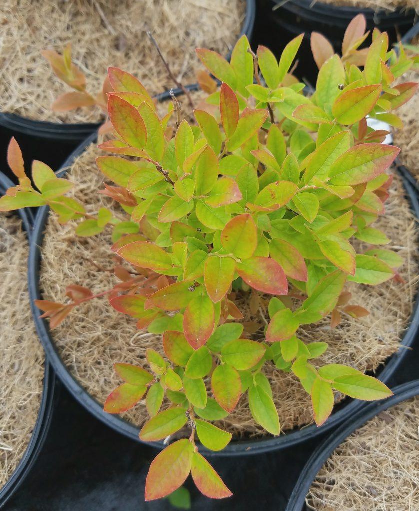 Blueberry Vaccinium Angustifolium Michigan - View 14 from www redcrocus com