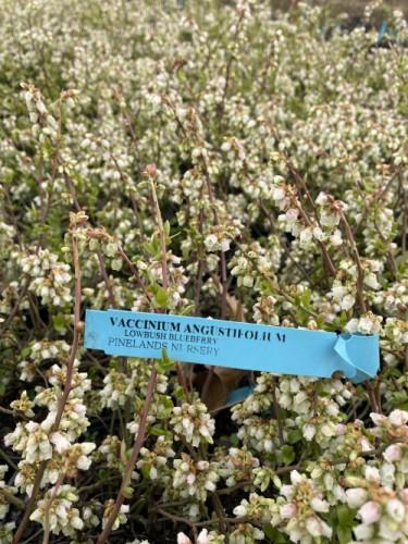 Blueberry Vaccinium Angustifolium Michigan - View 16 from www redcrocus com