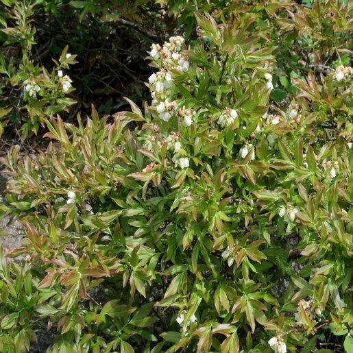 Blueberry Vaccinium Angustifolium Michigan - View 19 from www redcrocus com