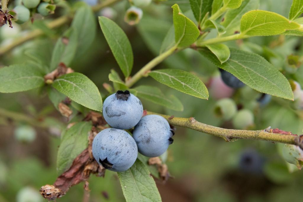 Blueberry Vaccinium Angustifolium Michigan - View 1 from www redcrocus com