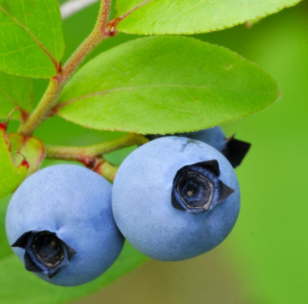 Blueberry Vaccinium Angustifolium Michigan - View 2 from www redcrocus com