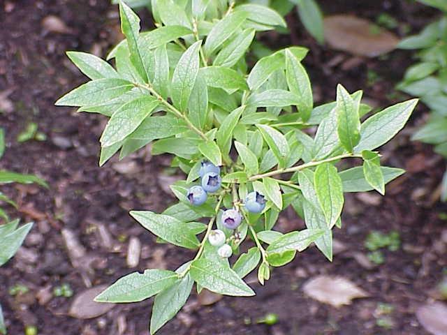 Blueberry Vaccinium Angustifolium Michigan - View 3 from www redcrocus com