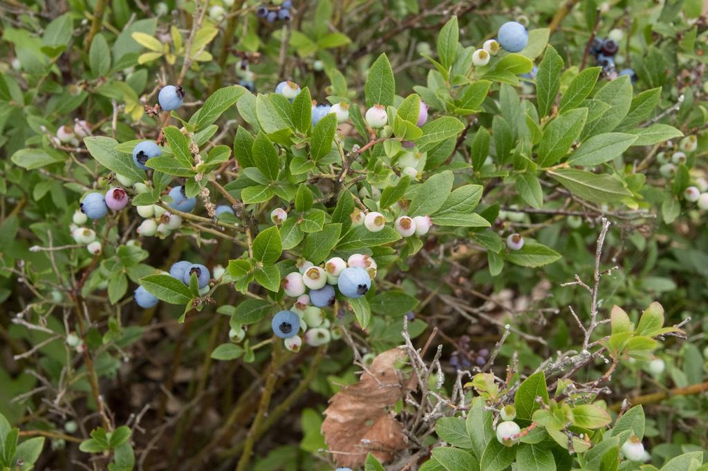Blueberry Vaccinium Angustifolium Michigan - View 4 from www redcrocus com
