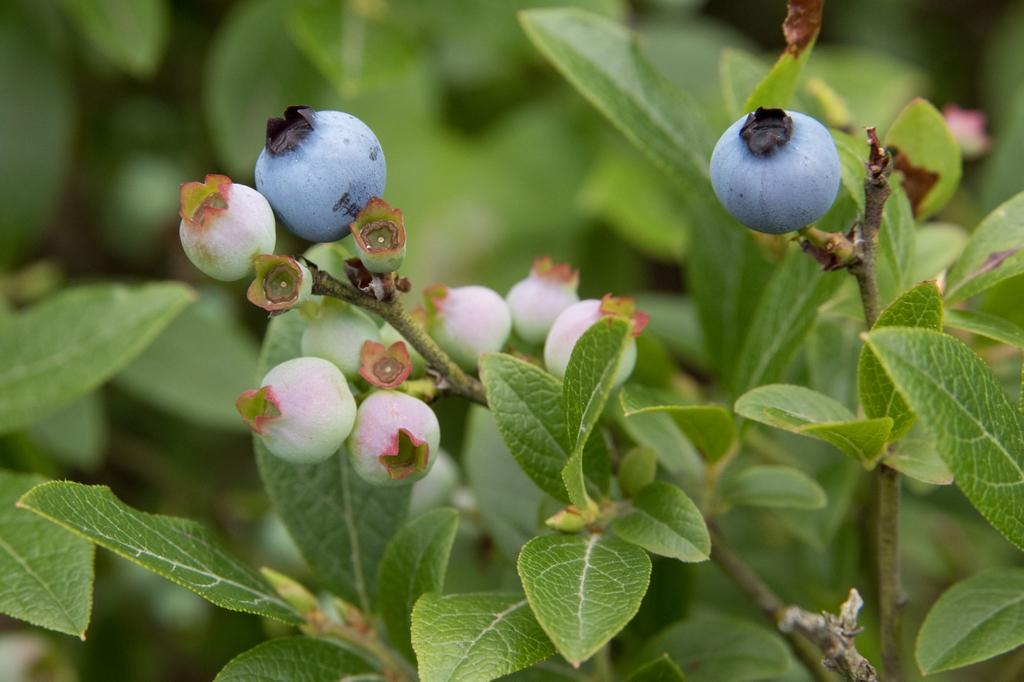Blueberry Vaccinium Angustifolium Michigan - View 5 from www redcrocus com