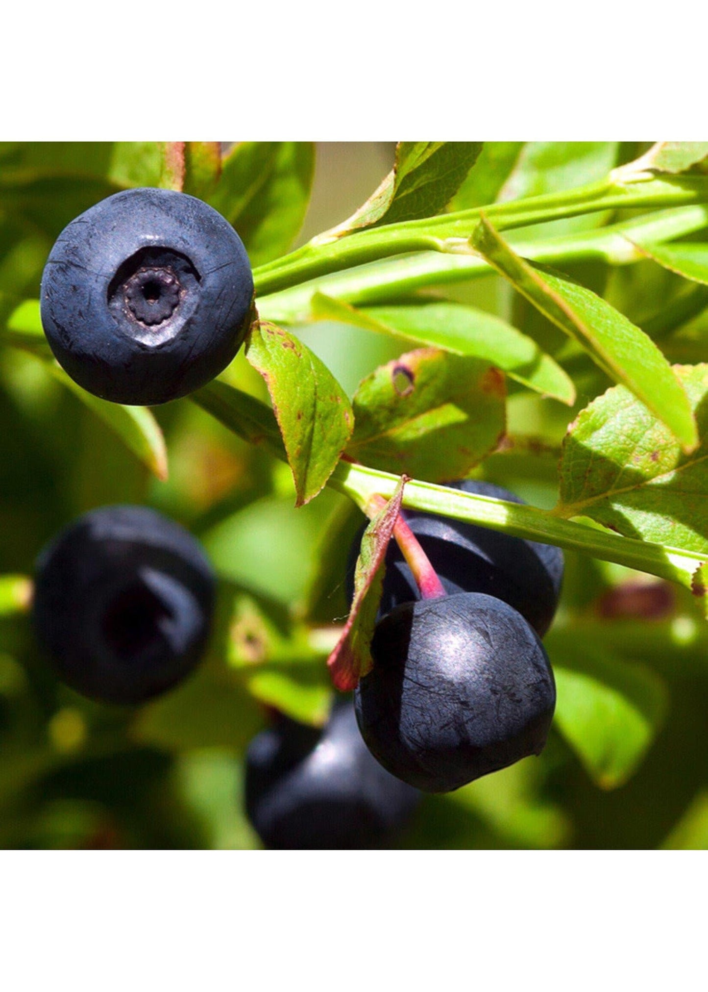 Blueberry Vaccinium Angustifolium Michigan - View 6 from www redcrocus com