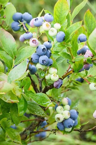 Blueberry Vaccinium Angustifolium Michigan - View 7 from www redcrocus com