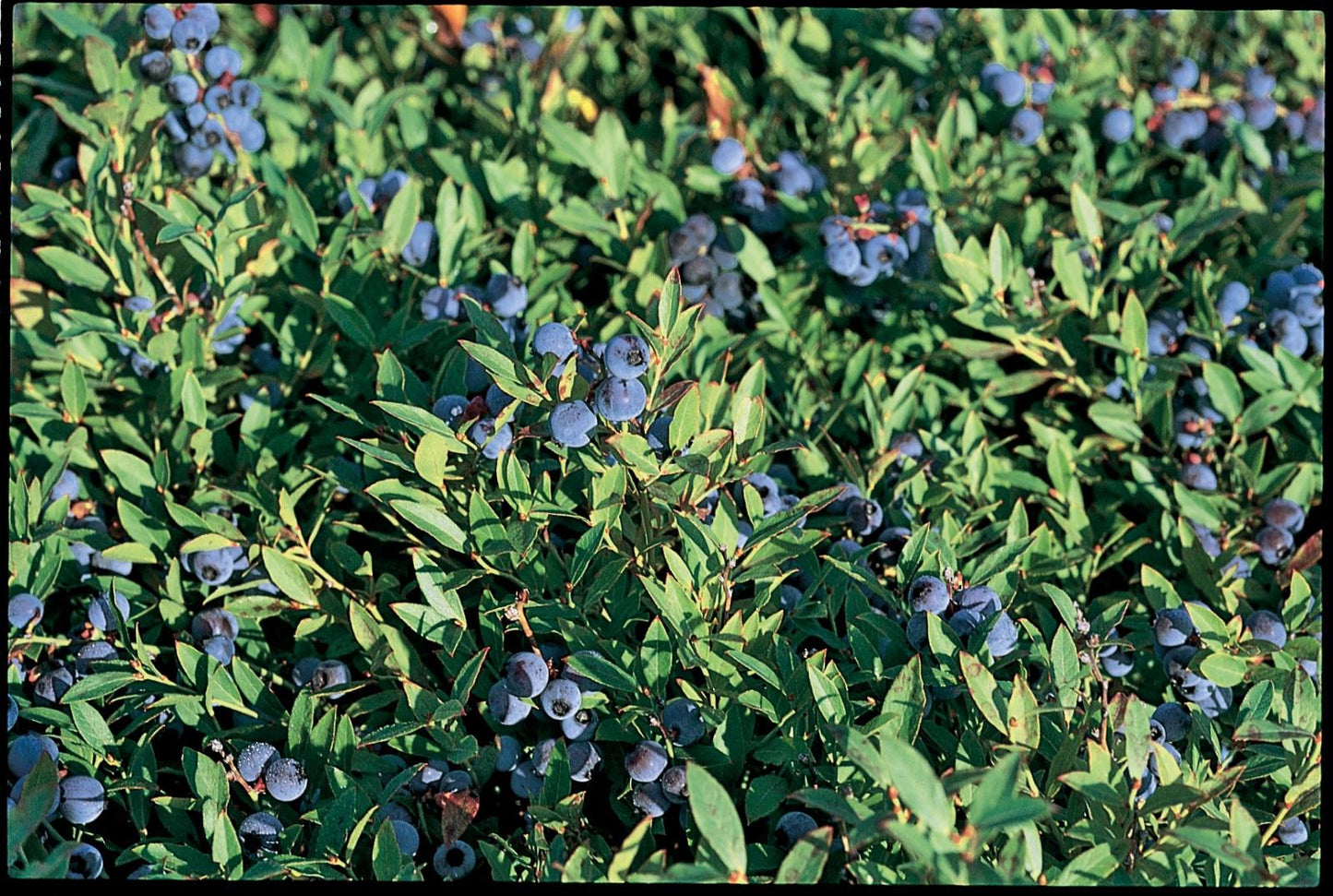 Blueberry Vaccinium Angustifolium Michigan - View 8 from www redcrocus com