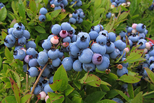 Blueberry Vaccinium Angustifolium Michigan - View 8 from www redcrocus com