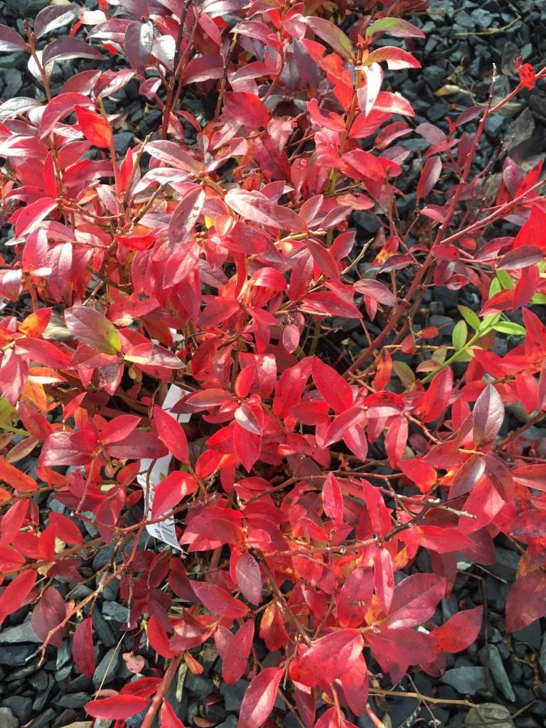 Blueberry Vaccinium Angustifolium Michigan - View 9 from www redcrocus com