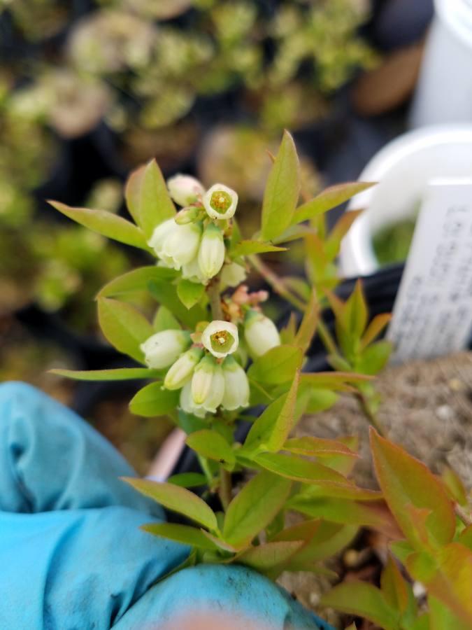 Blueberry Vaccinium Angustifolium Putte - View 13 from www redcrocus com