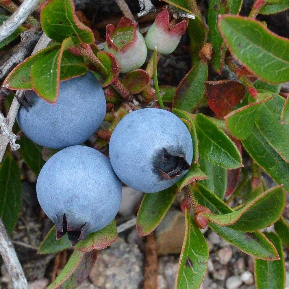 Blueberry Vaccinium Angustifolium Putte - View 16 from www redcrocus com