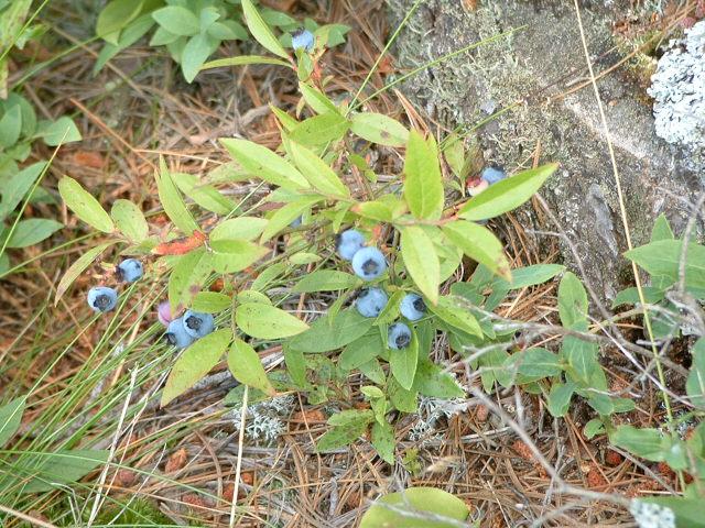 Blueberry Vaccinium Angustifolium Putte - View 6 from www redcrocus com