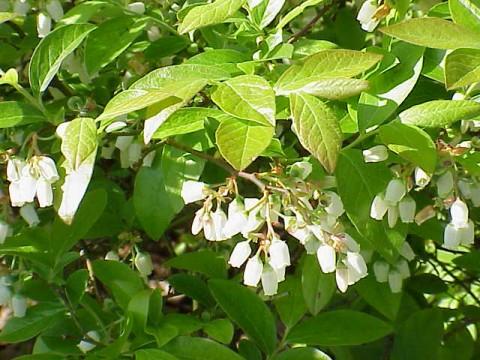 Blueberry Vaccinium Corymbosum Aurora - View 15 from www redcrocus com