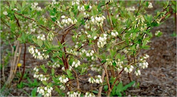 Blueberry Vaccinium Corymbosum Aurora - View 16 from www redcrocus com