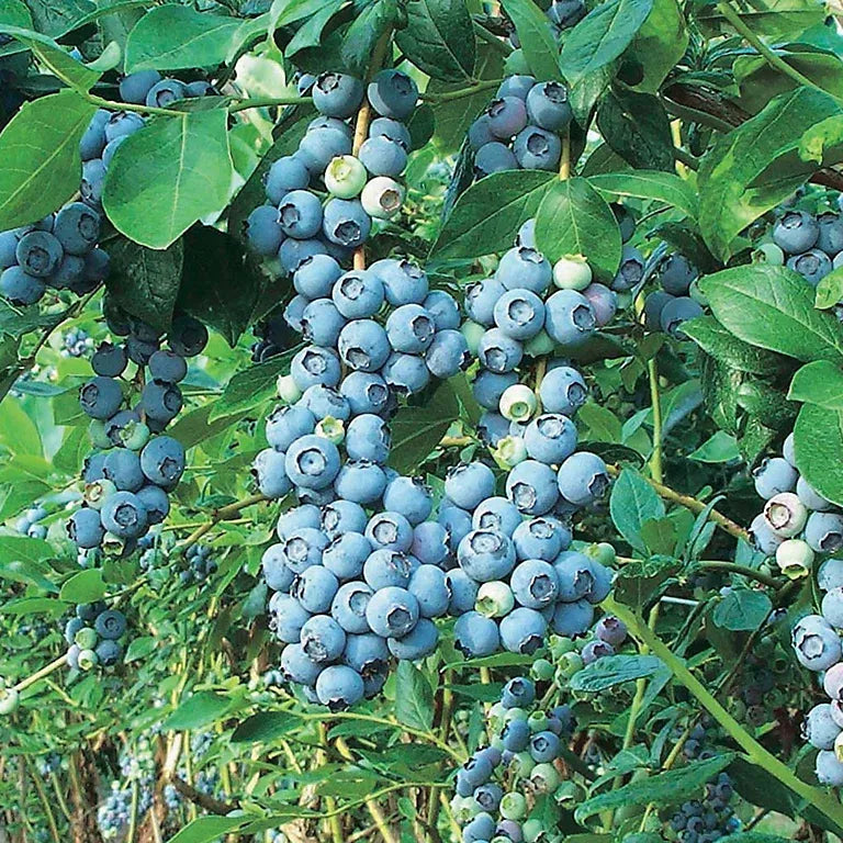 Blueberry Vaccinium Corymbosum Aurora - View 7 from www redcrocus com