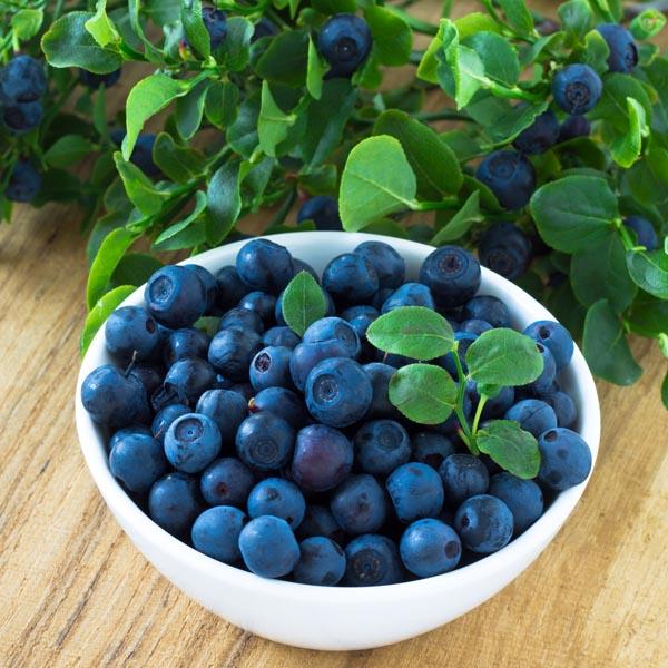 Blueberry Vaccinium Corymbosum Aurora - View 9 from www redcrocus com