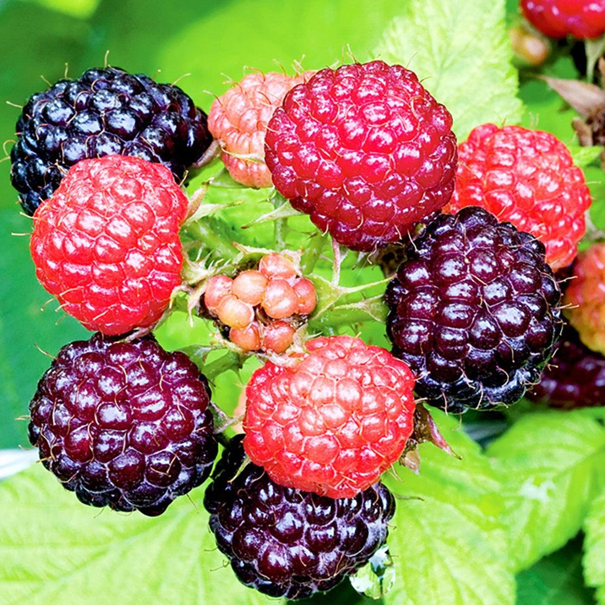Fruit, Rubus Idaeus 'jewel Black', Raspberry - View 13 from www redcrocus com
