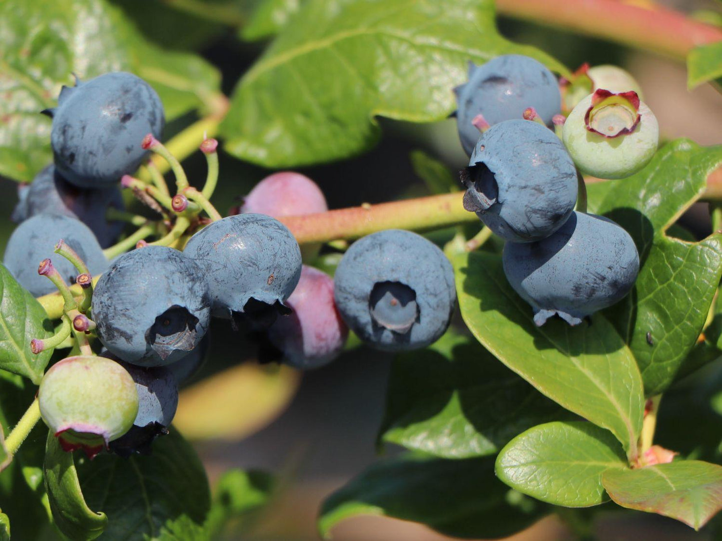 Blueberry Vaccinium Corymbosum Chanticleer - View 3 from www redcrocus com