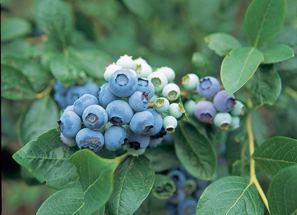 Blueberry Vaccinium Corymbosum Chanticleer - View 8 from www redcrocus com