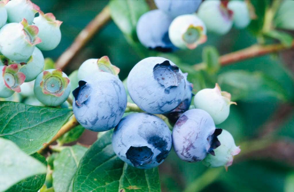 Blueberry Vaccinium Corymbosum Bonus - View 11 from www redcrocus com
