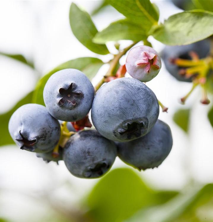 Blueberry Vaccinium Corymbosum Bonus - View 14 from www redcrocus com