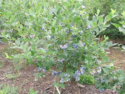 Blueberry Vaccinium Corymbosum Talisman - View 16 from www redcrocus com