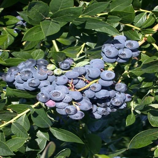 Blueberry Vaccinium Corymbosum Talisman - View 17 from www redcrocus com