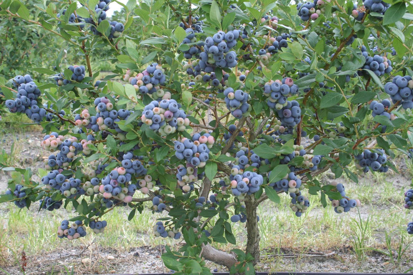 Blueberry Vaccinium Corymbosum Talisman - View 8 from www redcrocus com