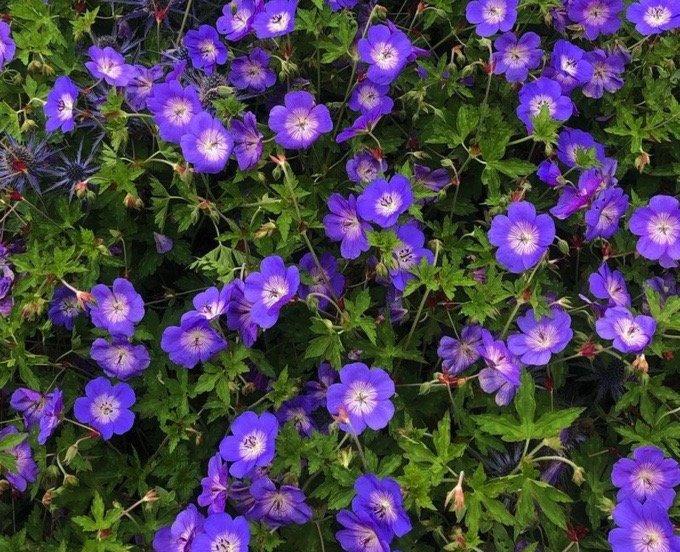 Geranium X 'rozanne' - View 10 from www redcrocus com