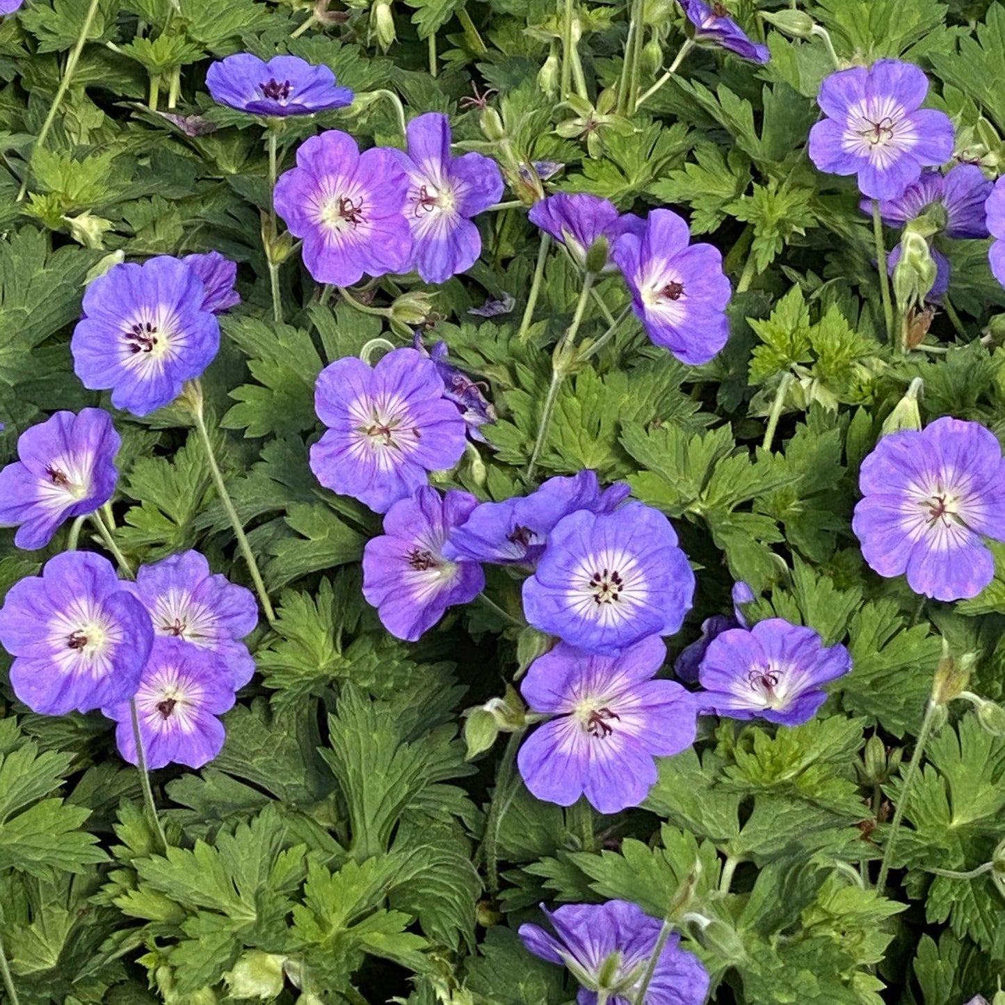 Geranium X 'rozanne' - View 11 from www redcrocus com