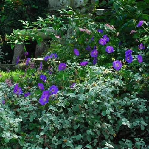 Geranium X 'rozanne' - View 15 from www redcrocus com