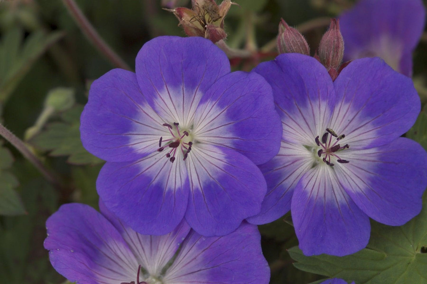 Geranium X 'rozanne' - View 16 from www redcrocus com