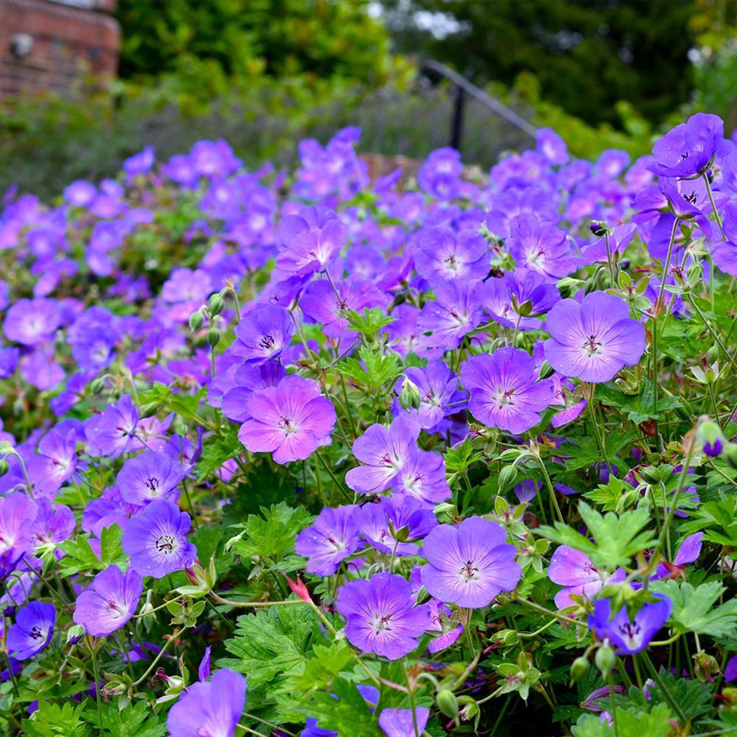 Geranium X 'rozanne' - View 2 from www redcrocus com