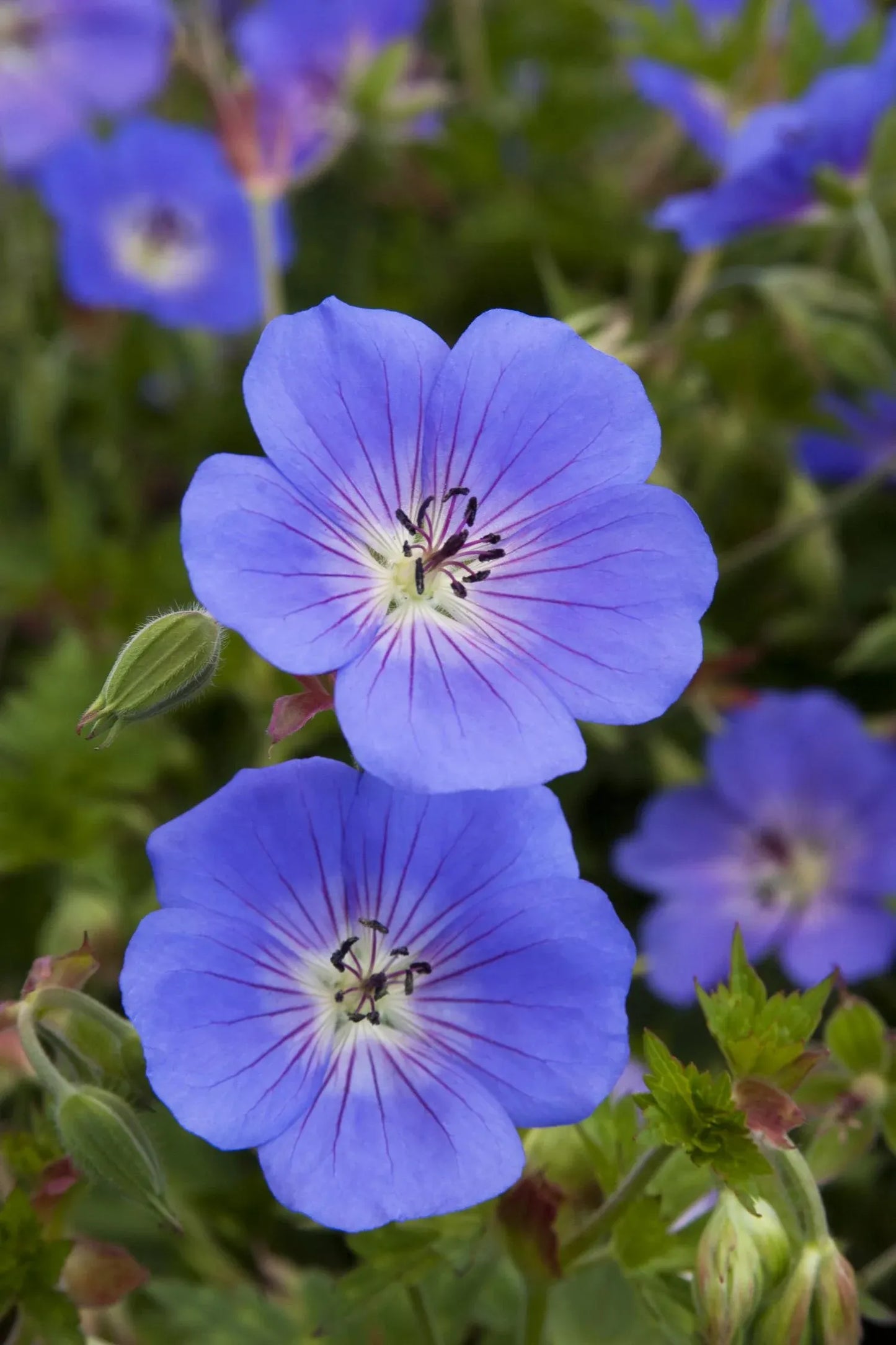 Geranium X 'rozanne' - View 4 from www redcrocus com