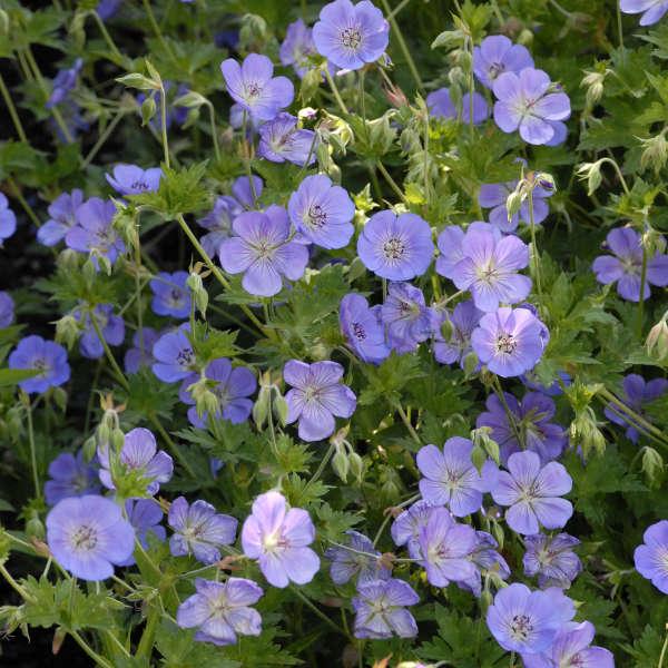 Geranium X 'rozanne' - View 5 from www redcrocus com
