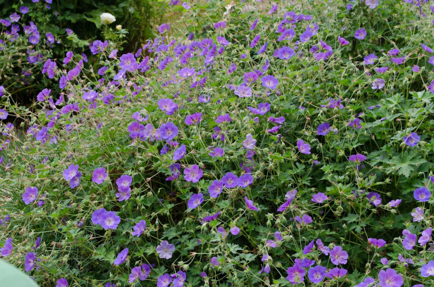 Geranium X 'rozanne' - View 7 from www redcrocus com
