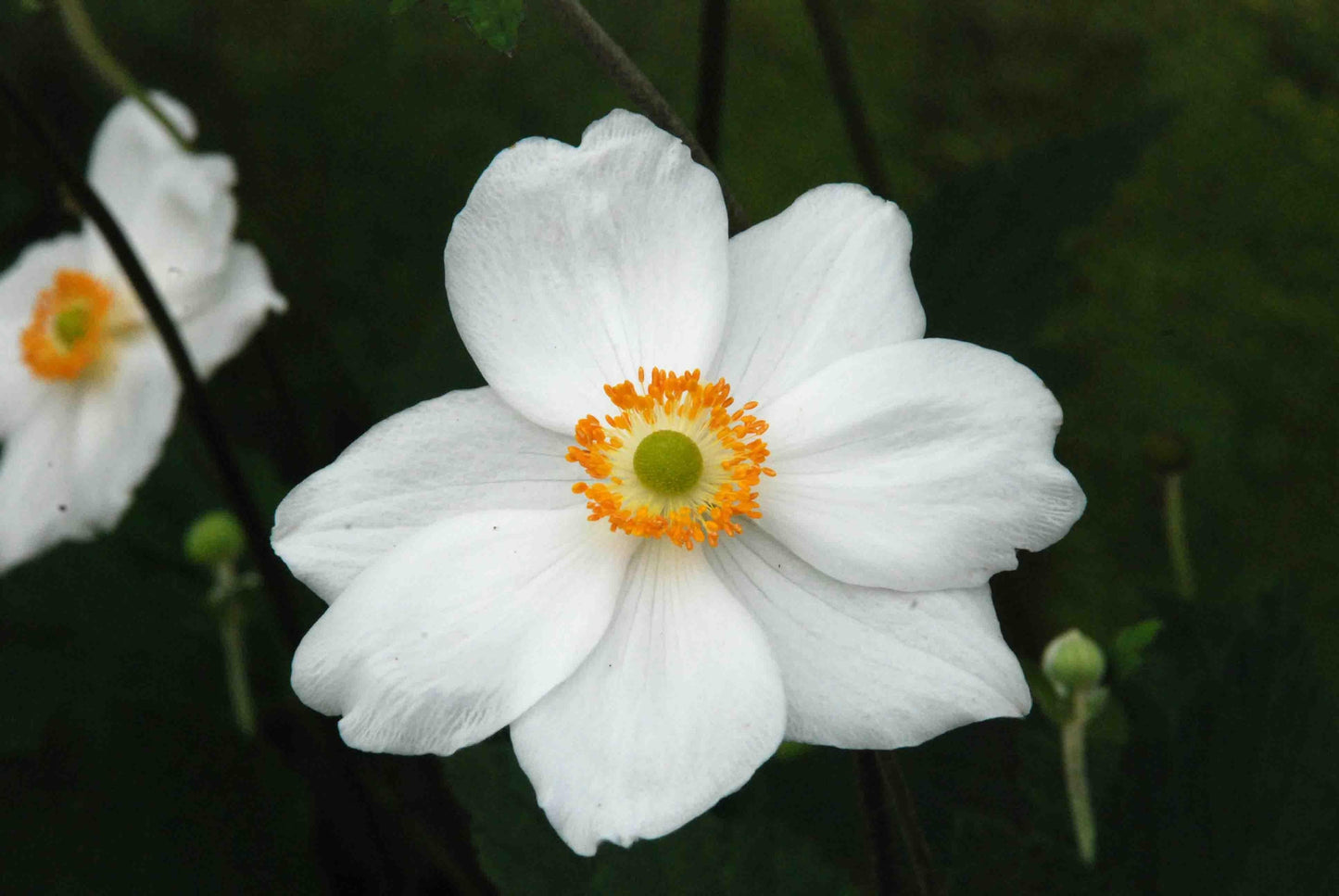 Anemone X Hybrida Honorine Jobert - View 12 from www redcrocus com